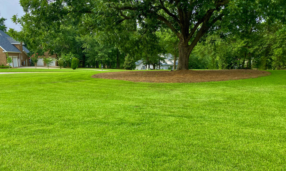 Lovely green grass under a lovely tree.