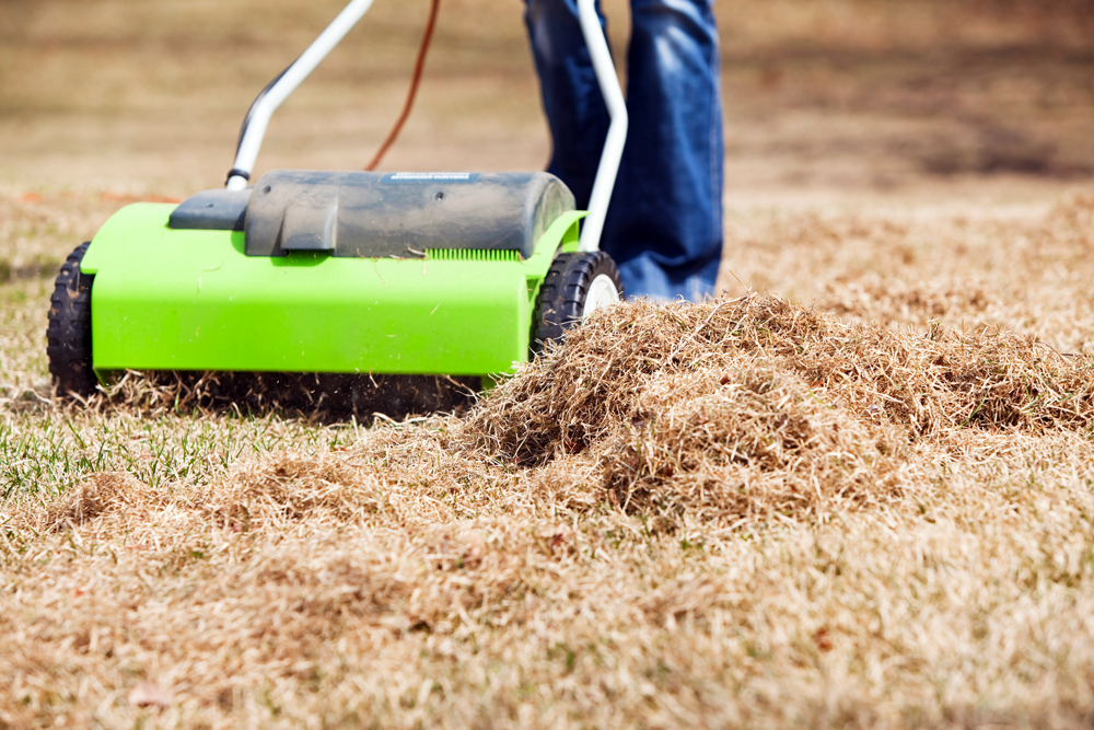 Dethatching a lawn.